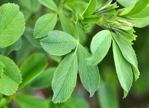 تصویر 2 از قیمت خرید خوراک دام اصفهان با فروش عمده